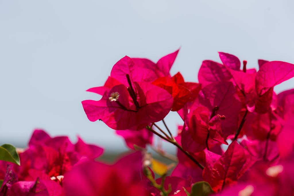 Hotel Bougainvillea San Jose Santo Domingo De Heredia المظهر الخارجي الصورة